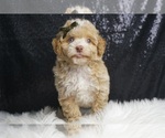 Small Photo #3 Poodle (Toy) Puppy For Sale in WARSAW, IN, USA