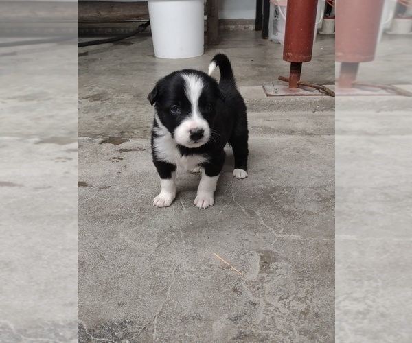 Medium Photo #33 Border Collie Puppy For Sale in KANSAS CITY, MO, USA