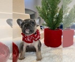 Puppy 6 French Bulldog