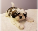 Small Photo #11 Shih Tzu Puppy For Sale in BEVIS, OH, USA