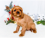 Small Photo #65 Cavalier King Charles Spaniel Puppy For Sale in WAKARUSA, IN, USA