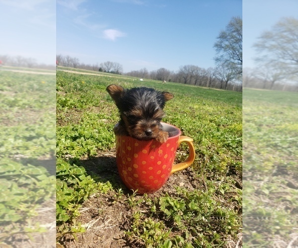 Medium Photo #2 Yorkshire Terrier Puppy For Sale in MOUNTAIN GROVE, MO, USA