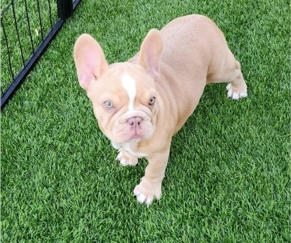 Medium Photo #12 French Bulldog Puppy For Sale in LAS VEGAS, NV, USA