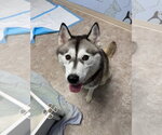 Small Siberian Husky