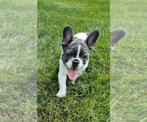 French Bulldog Puppy for sale in CINCINNATI, OH, USA