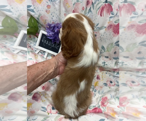 Medium Photo #6 Cavalier King Charles Spaniel Puppy For Sale in ABILENE, TX, USA
