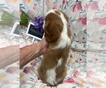 Small #5 Cavalier King Charles Spaniel