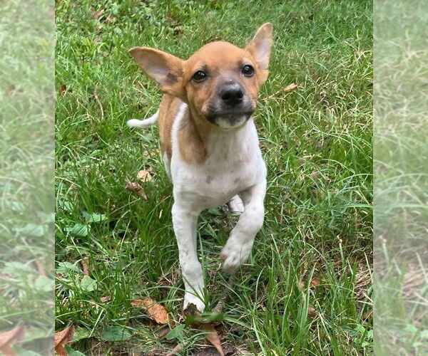 Medium Photo #3 Jack Russell Terrier-Unknown Mix Puppy For Sale in Minneapolis, MN, USA