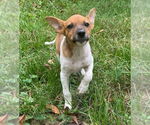 Small #2 Jack Russell Terrier Mix