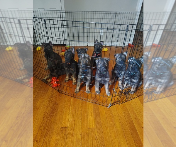 Medium Photo #1 German Shepherd Dog Puppy For Sale in DAYTON, OH, USA