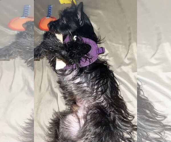 Medium Photo #12 Cairn Terrier-Unknown Mix Puppy For Sale in Lexington, SC, USA