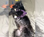 Small #11 Cairn Terrier Mix