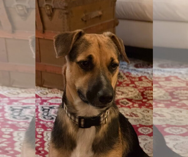 Medium Photo #2 Mutt Puppy For Sale in Ridgefield, CT, USA
