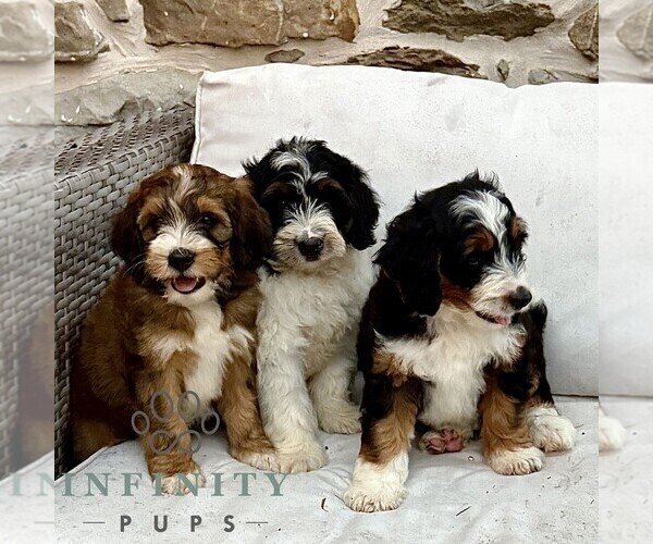 Medium Photo #2 Bernedoodle (Miniature) Puppy For Sale in NEW HOLLAND, PA, USA