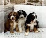 Small #1 Bernedoodle (Miniature)