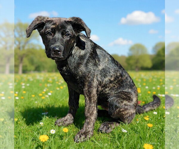 Medium Photo #5 Holland Shepherd-Unknown Mix Puppy For Sale in Talladega, AL, USA