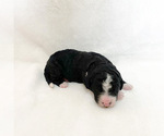 Puppy 8 Bernedoodle-Poodle (Miniature) Mix