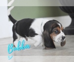 Small Photo #3 Basset Hound Puppy For Sale in SEQUIM, WA, USA