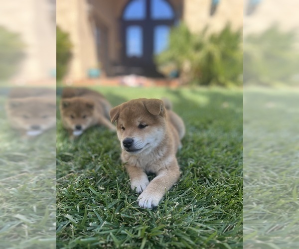 Medium Photo #14 Shiba Inu Puppy For Sale in YUCCA VALLEY, CA, USA