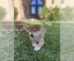 Small Photo #14 Shiba Inu Puppy For Sale in YUCCA VALLEY, CA, USA