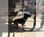Small #2 Mutt