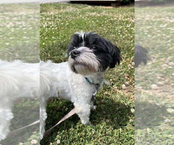 Medium Photo #4 Maltese-Unknown Mix Puppy For Sale in Candler, NC, USA