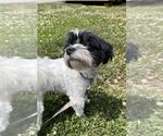Small #3 Maltese Mix