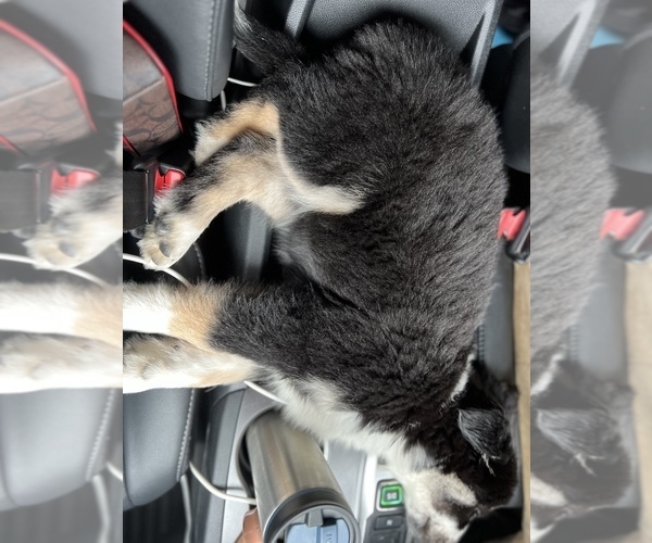 Medium Photo #8 Siberian Husky Puppy For Sale in SUGAR LAND, TX, USA
