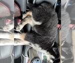 Small Photo #8 Siberian Husky Puppy For Sale in SUGAR LAND, TX, USA