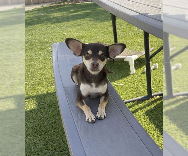 Medium Photo #1 Chipin Puppy For Sale in La Verne, CA, USA