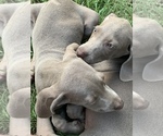 Small Photo #16 Weimaraner Puppy For Sale in WHITE HALL, AR, USA