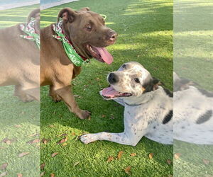 American Staffordshire Terrier-Unknown Mix Dogs for adoption in Marathon, FL, USA