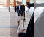 Billy - Male Boxer Dog for Adoption - Small photo