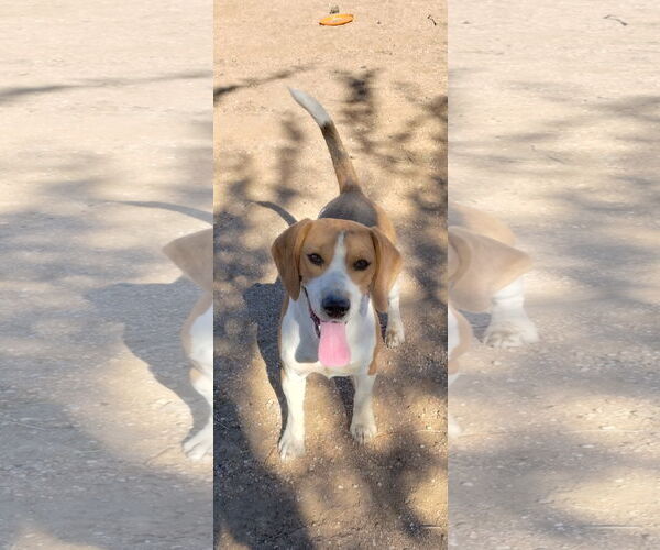 Medium Photo #3 Beagle Puppy For Sale in Apple Valley, CA, USA