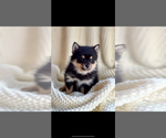 Small #2 Pomsky