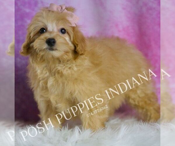 Medium Photo #59 Maltipoo (Miniature) Puppy For Sale in WARSAW, IN, USA
