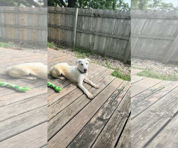 Medium Photo #1 Labrador Retriever-Unknown Mix Puppy For Sale in Minneapolis, MN, USA