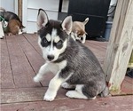 Puppy Sable Siberian Husky