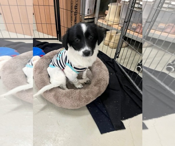 Medium Photo #2 Colonial Cocker Spaniel-Unknown Mix Puppy For Sale in Agoura Hills, CA, USA