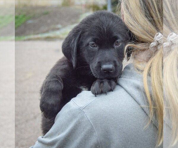 Medium Photo #4 Mutt Puppy For Sale in Huntley, IL, USA