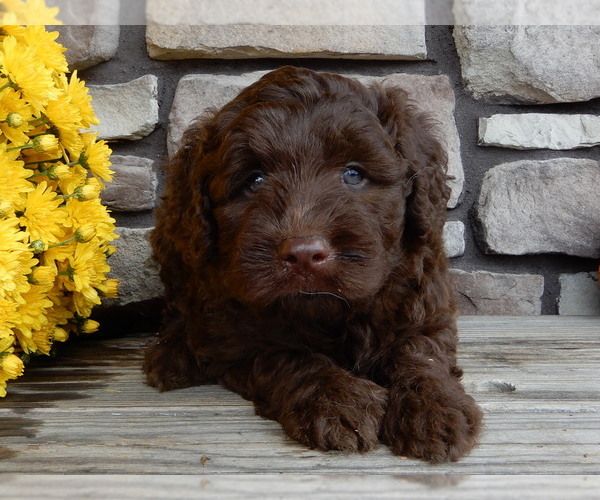 Medium Photo #3 Miniature Labradoodle Puppy For Sale in MILLERSBURG, OH, USA