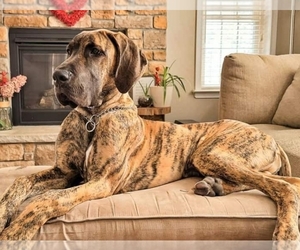 Great Dane Puppy for sale in NEW BERLIN, WI, USA