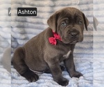 Small #4 Cane Corso