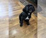 Small Photo #5 Cane Corso Puppy For Sale in ARDEN, NC, USA