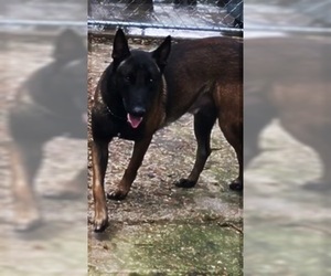 Father of the Belgian Malinois puppies born on 10/19/2019