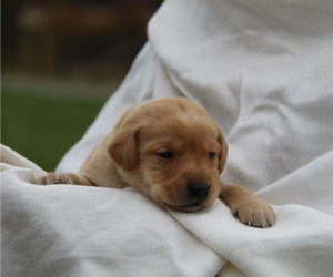 Medium Labrador Retriever