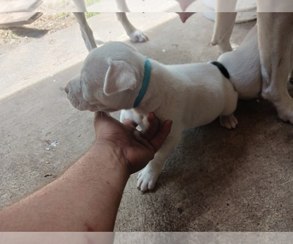 Medium Photo #2 American Staffordshire Terrier-Dogo Argentino Mix Puppy For Sale in CANTON, TX, USA