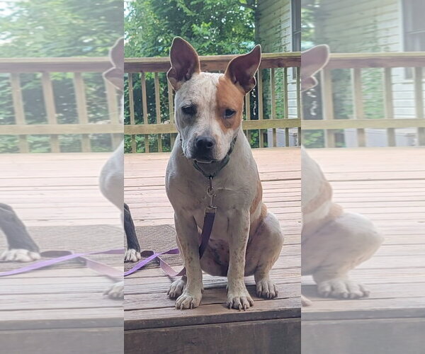 Medium Photo #3 American Staffordshire Terrier-Unknown Mix Puppy For Sale in Arlington, VA, USA