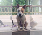 Small #2 American Staffordshire Terrier Mix