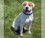 Small #2 American Bulldog-American Staffordshire Terrier Mix